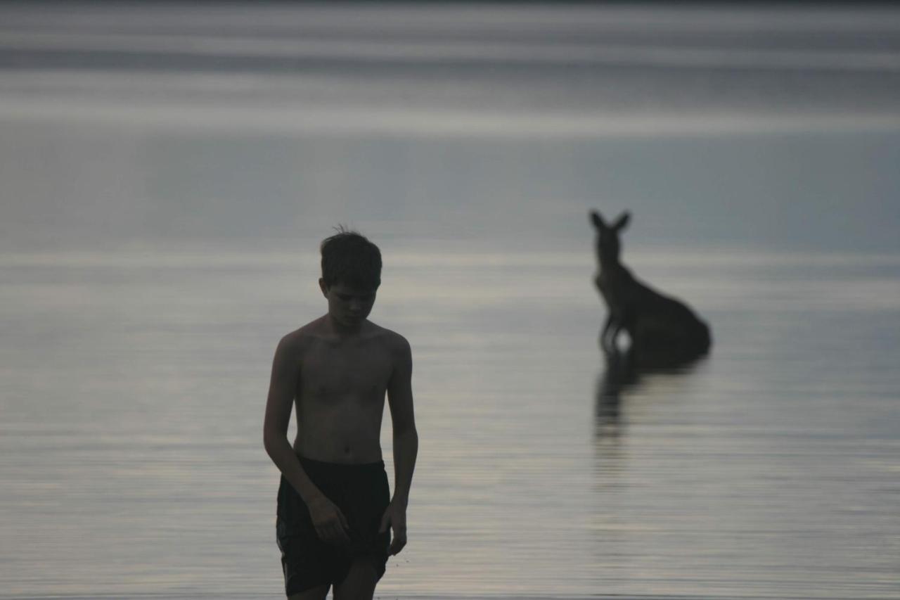 Lake Weyba Noosa Lodge & Kangaroos Peregian Beach Dış mekan fotoğraf