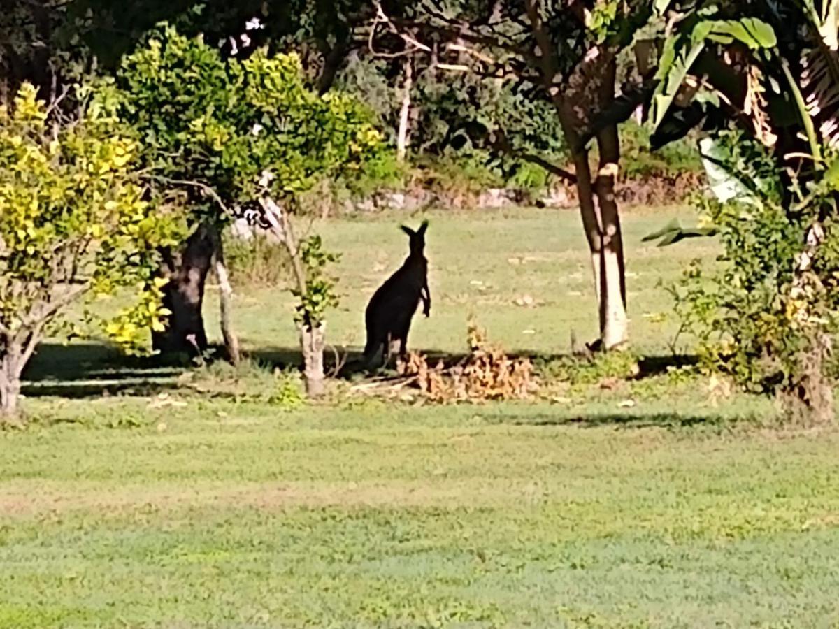 Lake Weyba Noosa Lodge & Kangaroos Peregian Beach Dış mekan fotoğraf
