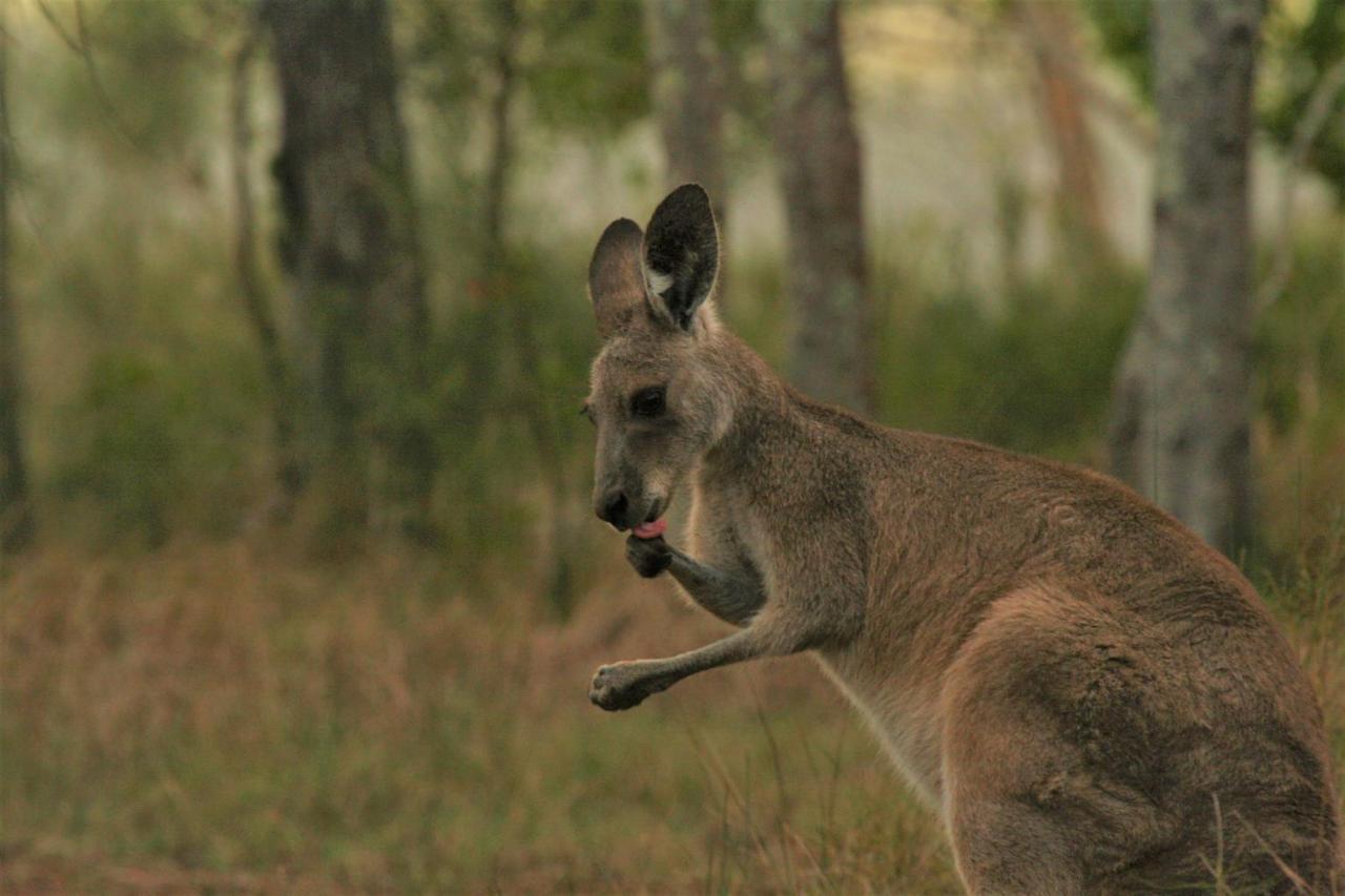 Lake Weyba Noosa Lodge & Kangaroos Peregian Beach Dış mekan fotoğraf