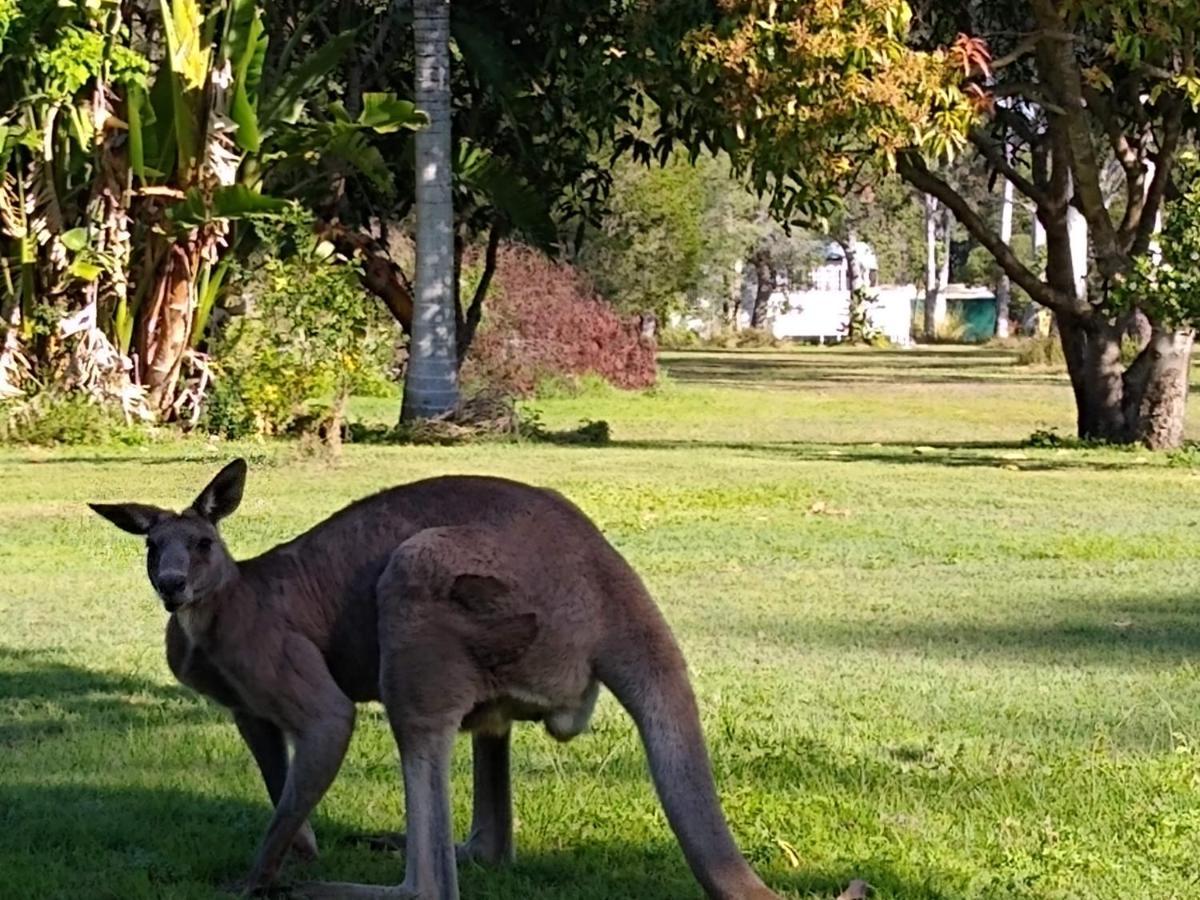 Lake Weyba Noosa Lodge & Kangaroos Peregian Beach Dış mekan fotoğraf