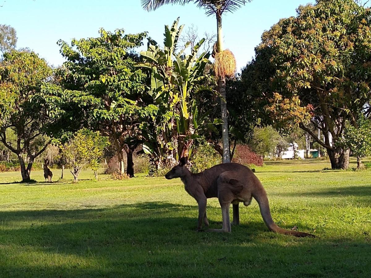 Lake Weyba Noosa Lodge & Kangaroos Peregian Beach Dış mekan fotoğraf