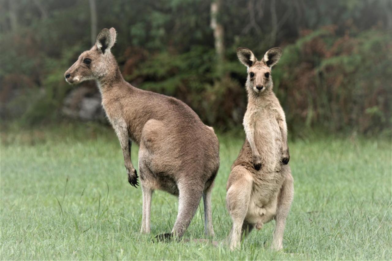 Lake Weyba Noosa Lodge & Kangaroos Peregian Beach Dış mekan fotoğraf