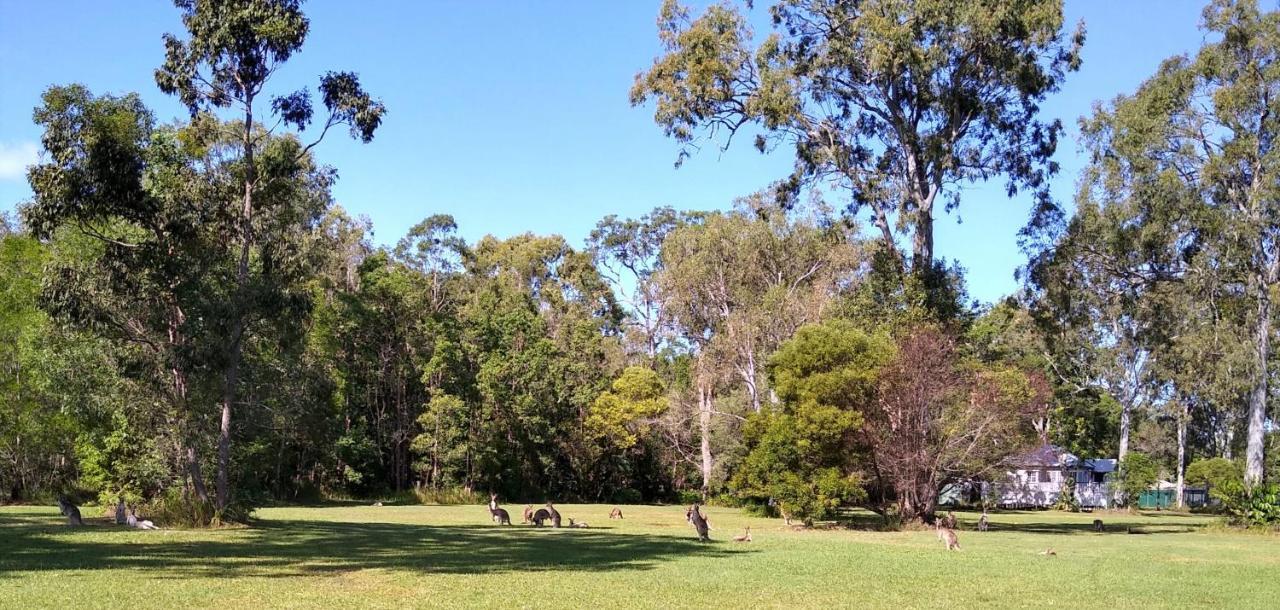 Lake Weyba Noosa Lodge & Kangaroos Peregian Beach Dış mekan fotoğraf