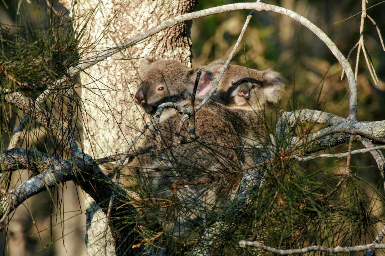 Lake Weyba Noosa Lodge & Kangaroos Peregian Beach Dış mekan fotoğraf