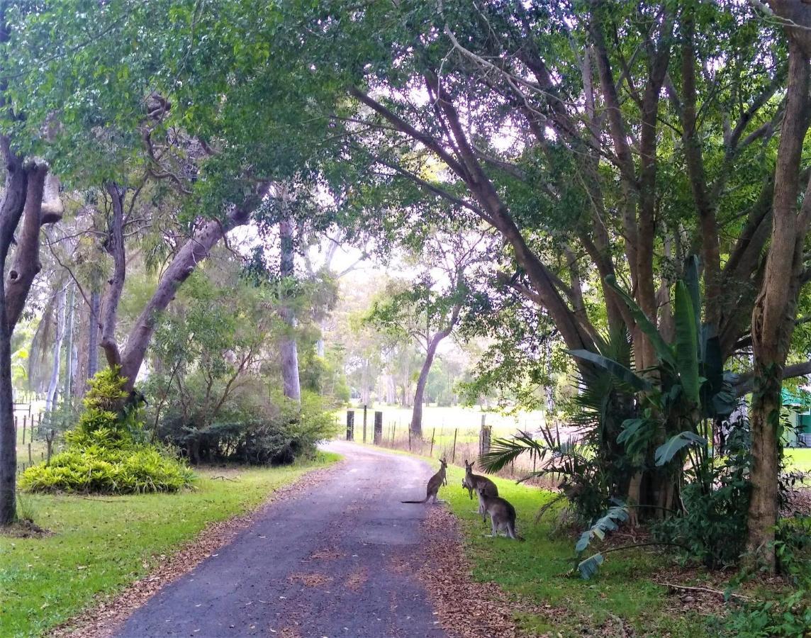 Lake Weyba Noosa Lodge & Kangaroos Peregian Beach Dış mekan fotoğraf