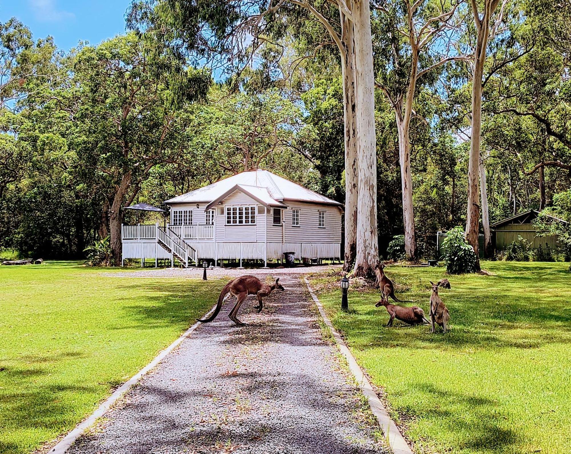 Lake Weyba Noosa Lodge & Kangaroos Peregian Beach Dış mekan fotoğraf